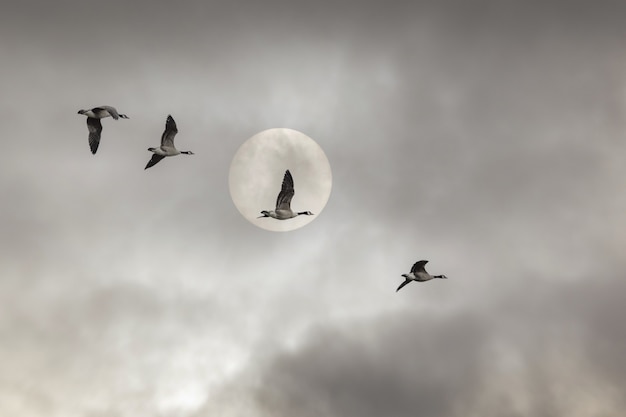 Low angle shot of ducks flying under a cloudy sky and a full moon - perfect for wallpapers