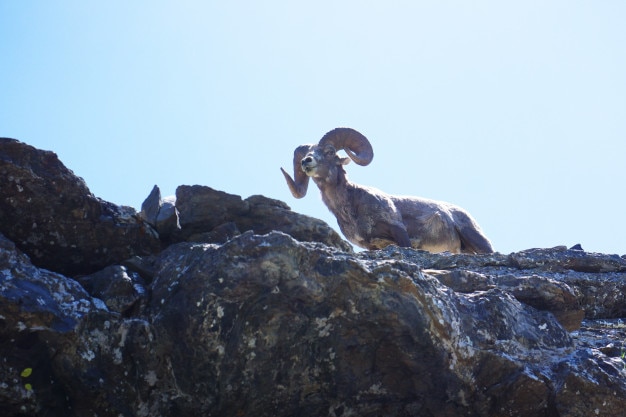 Free photo low angle shot of a dull sheep confidently standing on a rock in glacier national park, montana