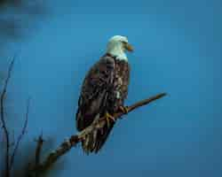 Foto gratuita inquadratura dal basso di un'aquila seduta su un ramo di un albero