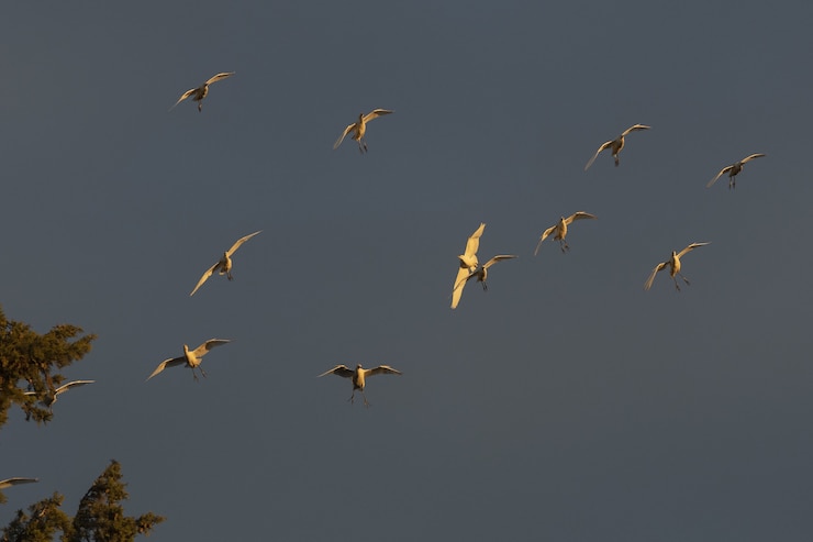 Free Photo low angle shot of egrets at sunset