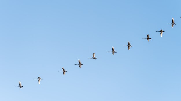 Снимок стаи птиц, летящих под чистым голубым небом, под низким углом