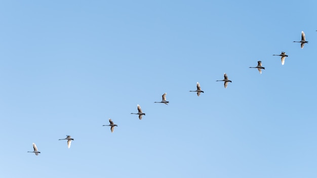 Low angle shot of a flock of birds flying under a clear blue sky