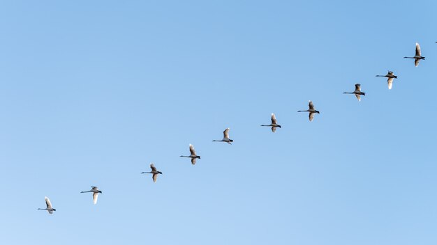 Low angle shot of a flock of birds flying under a clear blue sky