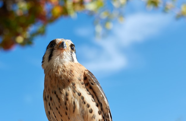 Free photo low angle shot of a fluffy american kestrel bird perched on a branch