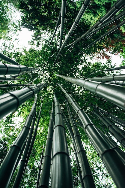 Inquadratura dal basso degli alberi di bambù giganti