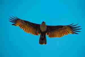 Free photo low angle shot of a golden hawk flying on a blue sky