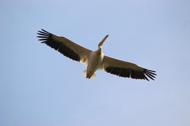 Снимок большого белого пеликана, летящего под солнечным светом и голубым небом, под низким углом