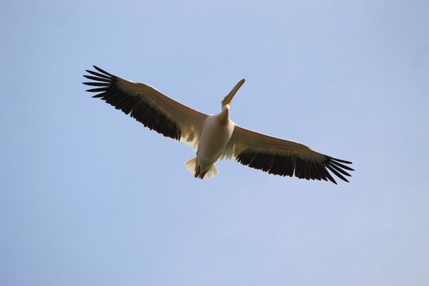 Low angle shot of a great white pelican flying under the sunlight and a blue sky