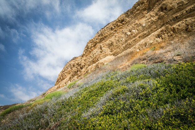 Low angle shot of green plants growing on a rock mountain with a cloudy sky