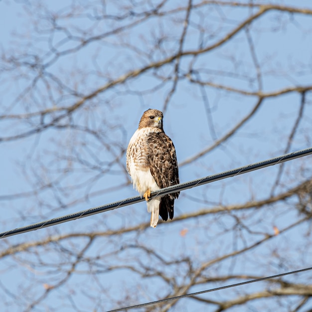 Foto gratuita inquadratura dal basso di un falco che riposa sul filo del cavo in strada con uno sfondo sfocato