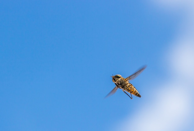 Low angle shot of a horsefly