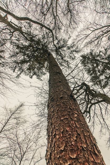 森の中の巨大な松の木のローアングルショット