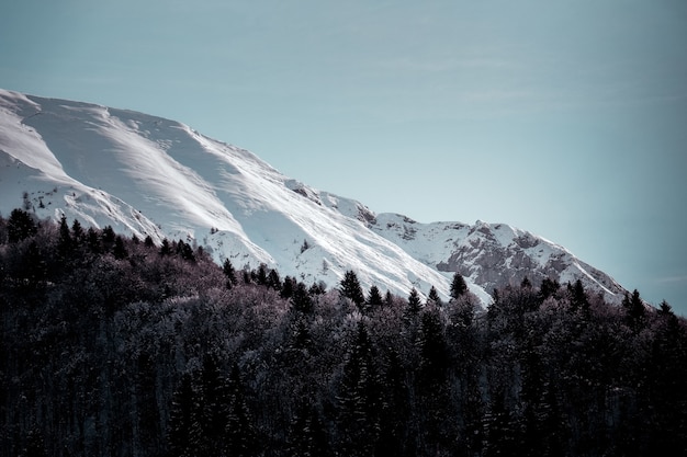 フォアグラウンドで高山の木が氷で覆われた山のローアングルショット