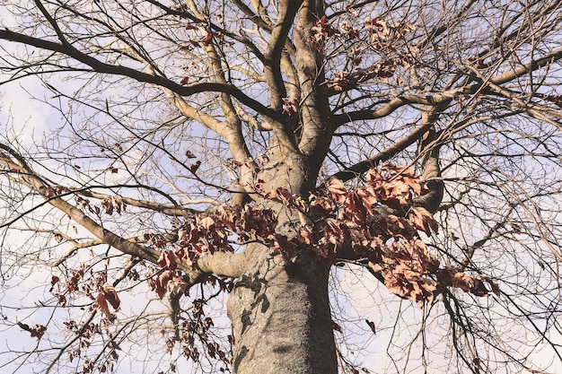 Low angle shot of a leafless tree under a cloudy sky