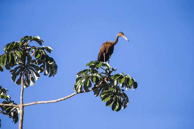 Low angle shot of a limpkin perched on a tree branch under a clear blue sky