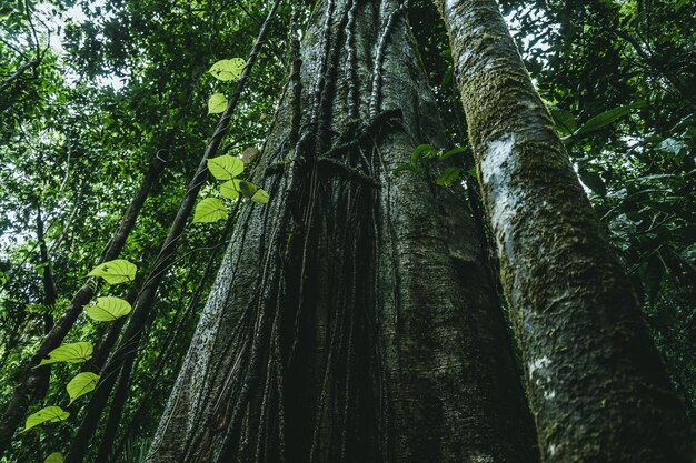 녹색 숲에서 자라는 longleaf 소나무의 낮은 각도 샷