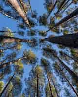 Foto gratuita inquadratura dal basso di molti bellissimi alberi ad alto fusto sotto un cielo blu