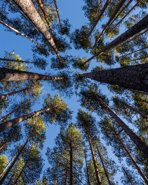 Low angle shot of a lot of beautiful tall trees under a blue sky