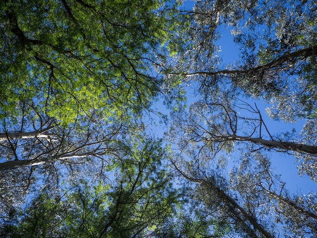 Low angle shot of a lot of tall green-leafed trees under the beautiful blue sky