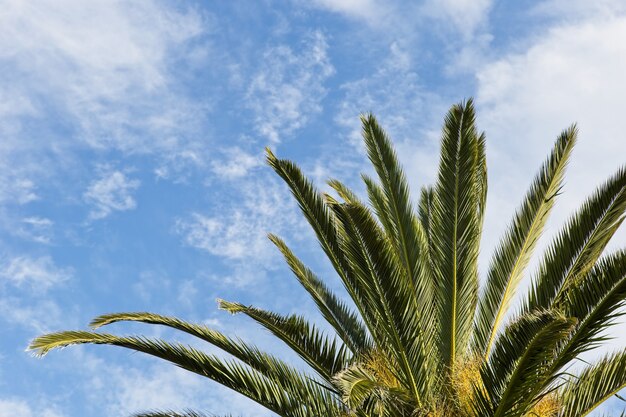 Low angle shot of a magnificent palm tree under the clouds in the blue sky