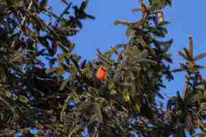 Foto gratuita inquadratura dal basso di un uccello cardinale settentrionale che riposa su un ramo di albero con un cielo blu chiaro