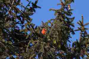 Free photo low angle shot of a northern cardinal bird resting on a tree branch with a clear blue sky