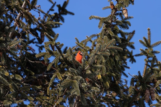 Low angle shot of a Northern cardinal bird resting on a tree branch with a clear blue sky