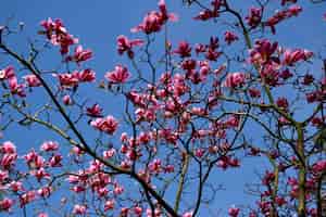무료 사진 아름 다운 푸른 하늘 아래 나무에 아름 다운 분홍색 꽃잎 된 꽃된 꽃의 낮은 각도 샷