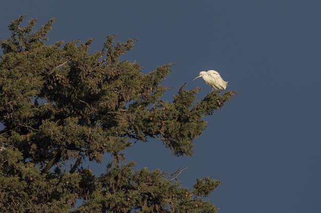 無料写真 日没時の白鷺のローアングルショット