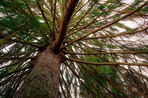 Low angle shot of an old brown pine tree with green needles