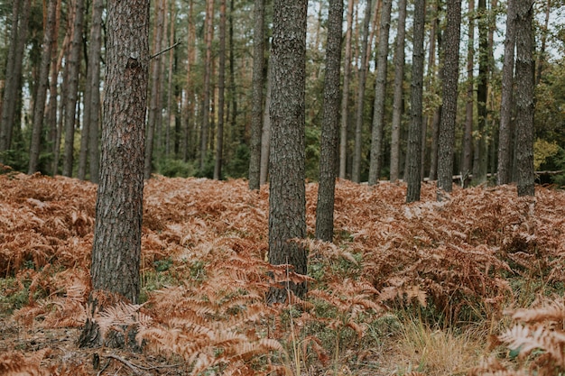 Foto gratuita colpo basso angolo di rami di felce di struzzo che crescono nel terreno di una foresta di abeti rossi