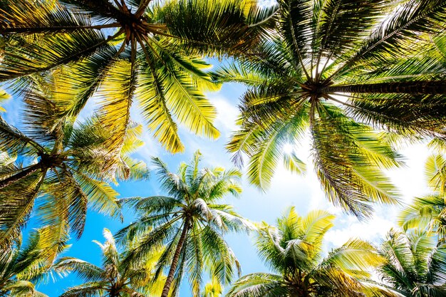 Снимок пальм под голубым облачным небом под низким углом