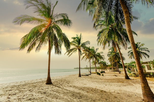 Low angle shot of palm trees on a sandy beach near an ocean under a blue sky at sunset