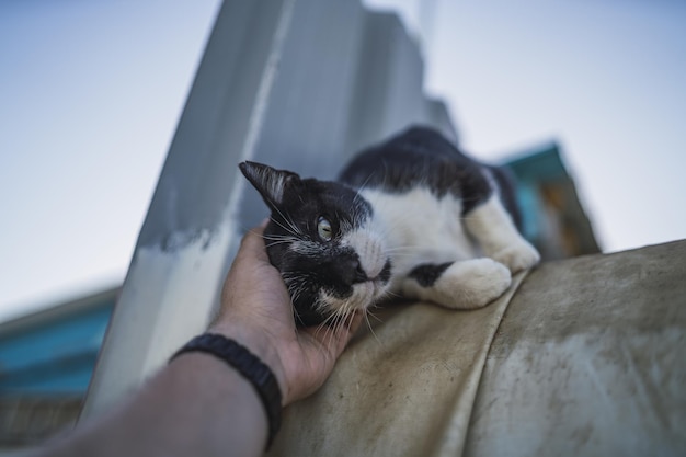 Low angle shot of a person holding a black and white cat under a blue sky