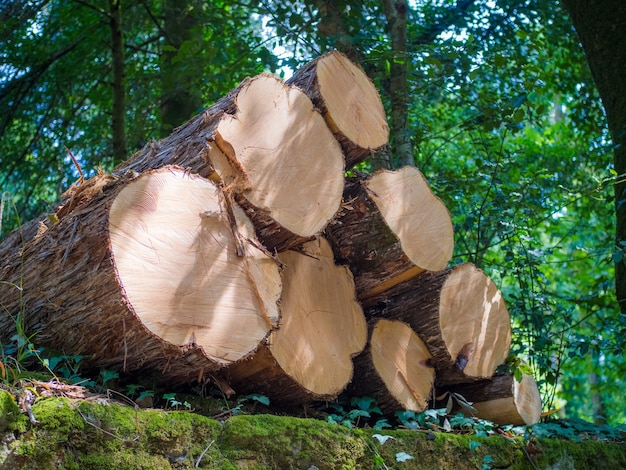 Inquadratura dal basso di tronchi accatastati con vegetazione sullo sfondo