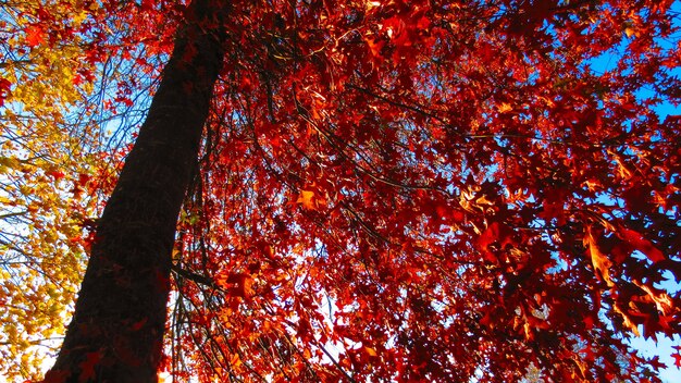 木の上の赤い紅葉のローアングルショット