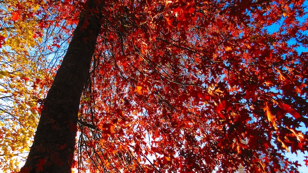 Низкий угол снимка красных осенних листьев на дереве