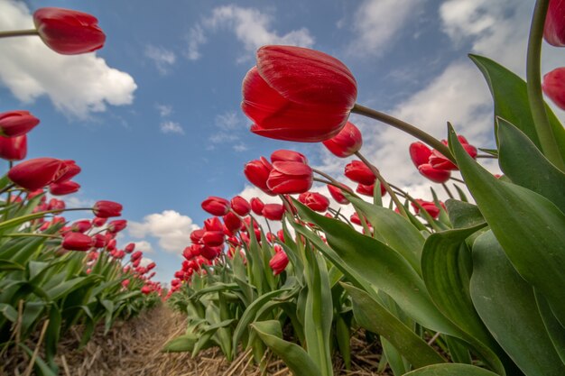 Low angle shot of red tulips in a field under the sunlight and a blue cloudy sky