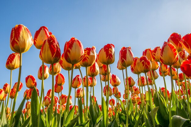 Low angle shot of red and yellow flower field with a blue sky in the