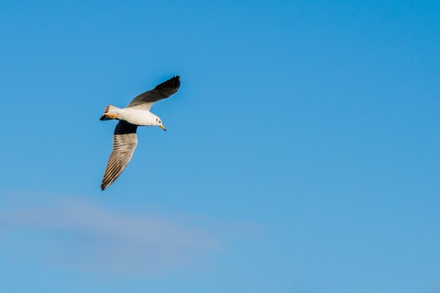 マルタで撮影された美しい青い空を飛んでいるカモメのローアングルショット