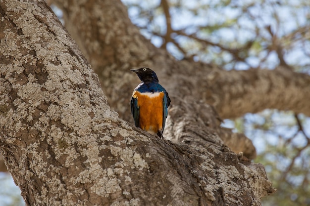 Low angle shot of superb starling standing on a tree trunk