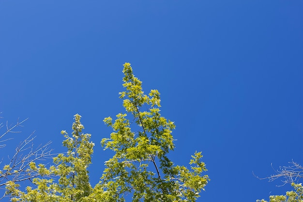 Low angle shot of tall green trees with a clear blue sky