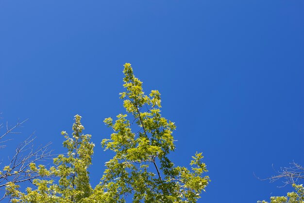 澄んだ青い空と背の高い緑の木々のローアングルショット