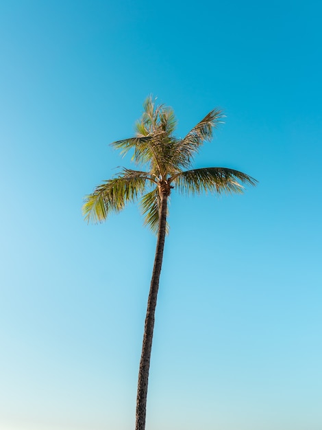 Low angle shot of a tall palm tree under a clear sky