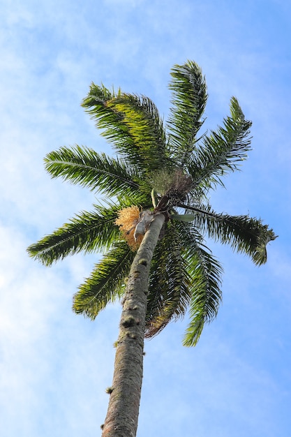 Low angle shot of the tall palm tree gleaming under the blue sky