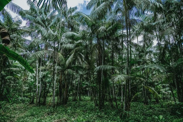 Low angle shot of the tall palm trees in the wild forest in Brazil