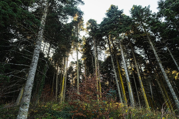 Free photo low angle shot of tall pine trees and a white sky