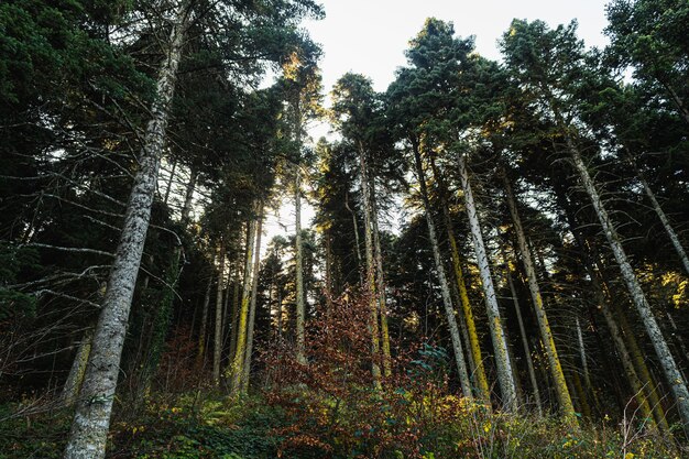 Low angle shot of tall pine trees and a white sky