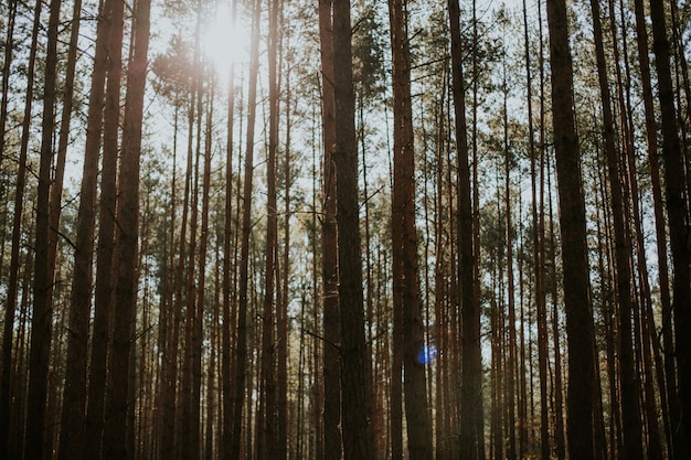バックグラウンドで輝く太陽の下で森の背の高いトウヒモミの木のローアングルショット