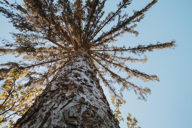 Low angle shot of a tall tree in the forest under the sunlight